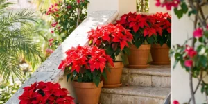 Row of potted poinsettias lining sunny porch steps in a warm climate
