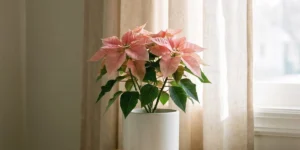 Soft pink poinsettia in morning light on a bedroom dresser