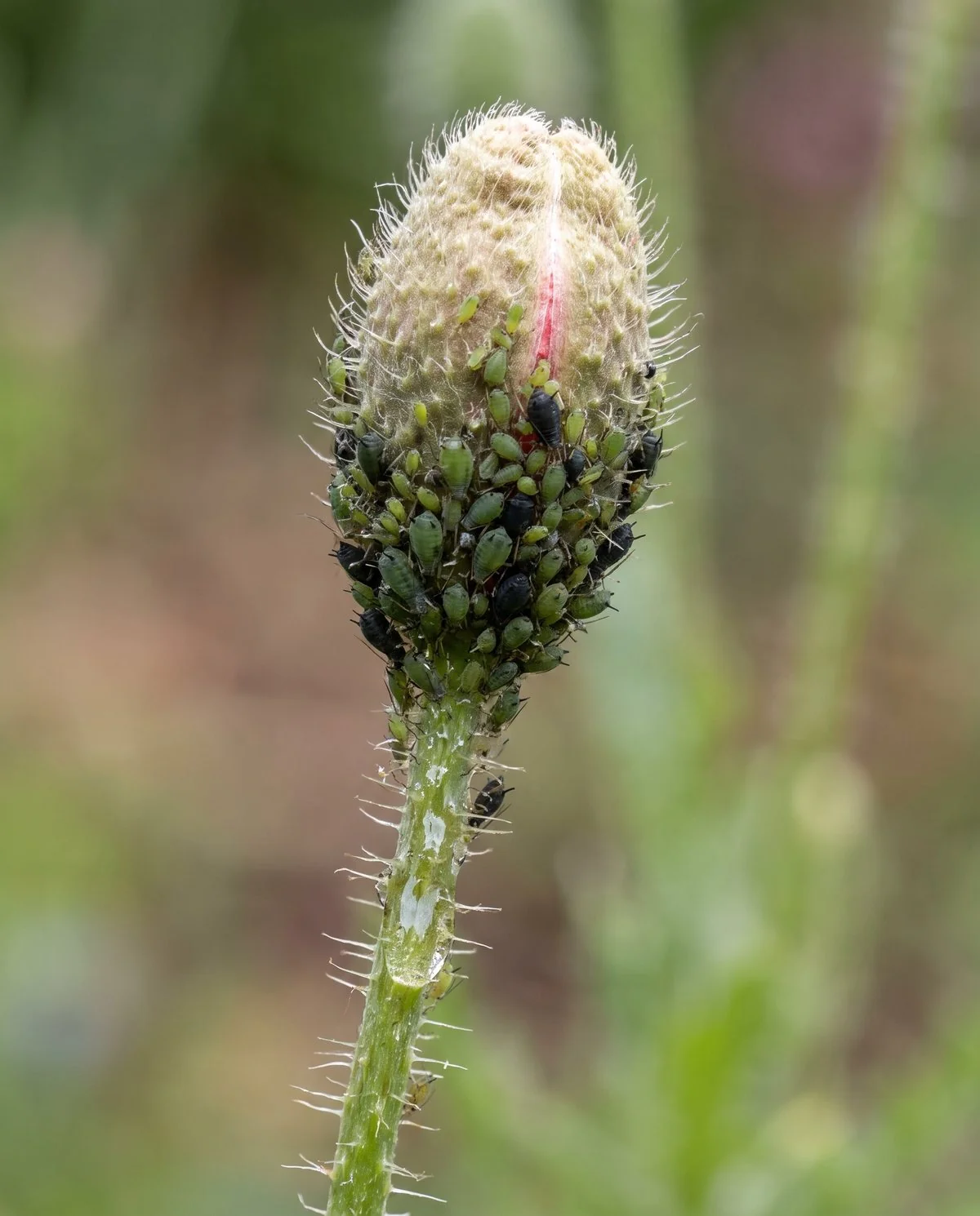 A dense cluster of small green and black aphids massed on a hairy poppy bud and the stem below it