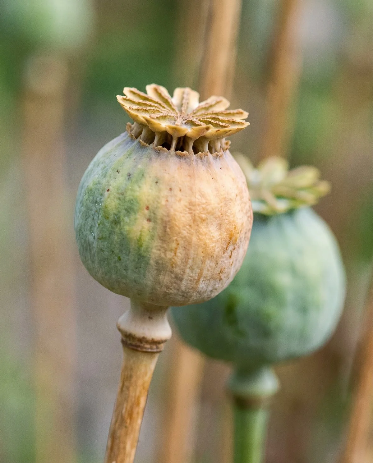A poppy seed capsule ripening on its stem, drying from green to tan with the pores under its cap beginning to open