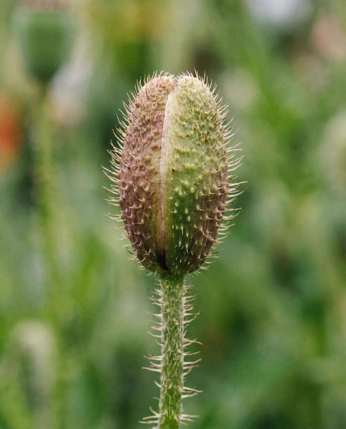 A clean hairy poppy bud on its stem, firm and evenly coloured with no insects and no sticky sheen