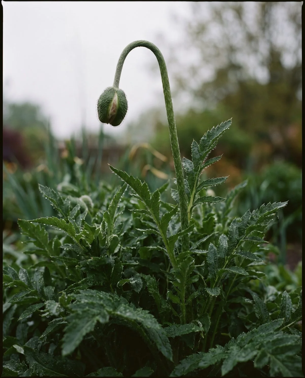 A heavy poppy bud bowing the top of an otherwise firm upright stem after rain