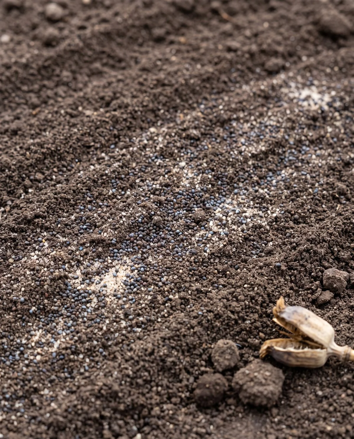 Dust-fine poppy seed scattered over firmed soil and barely covered, mixed with pale dry sand to show where it landed