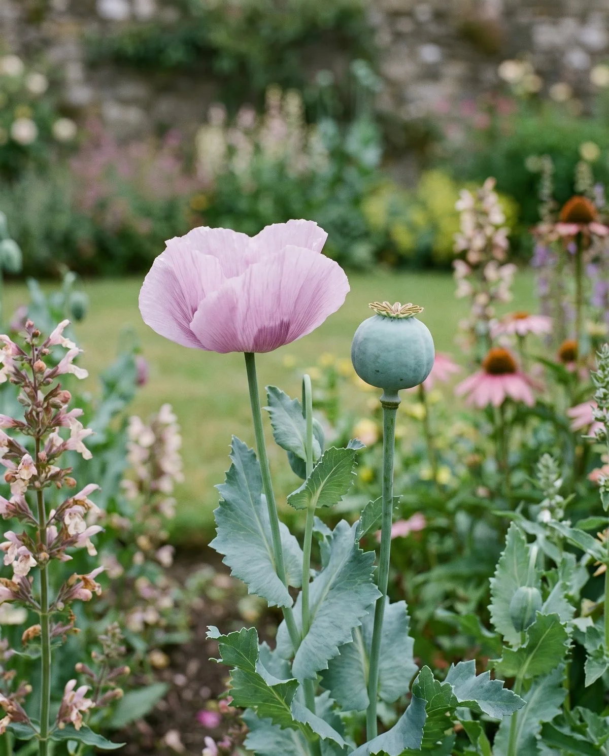 A breadseed poppy in a garden bed showing blue-gray foliage, a wide lilac bloom and a sculptural blue-green pod