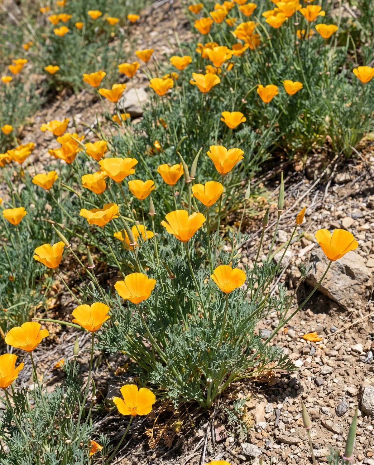 Golden orange California poppies with satin cup-shaped flowers over feathery blue-green foliage on a dry bank