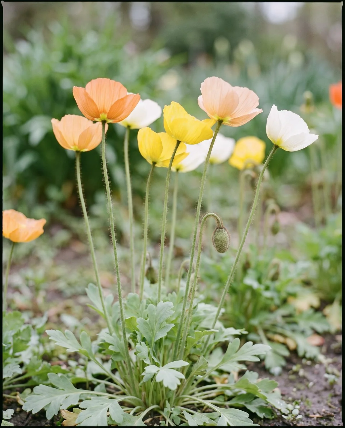Iceland poppies in apricot, lemon and white on slender hairy leafless stems above a low rosette of pale foliage