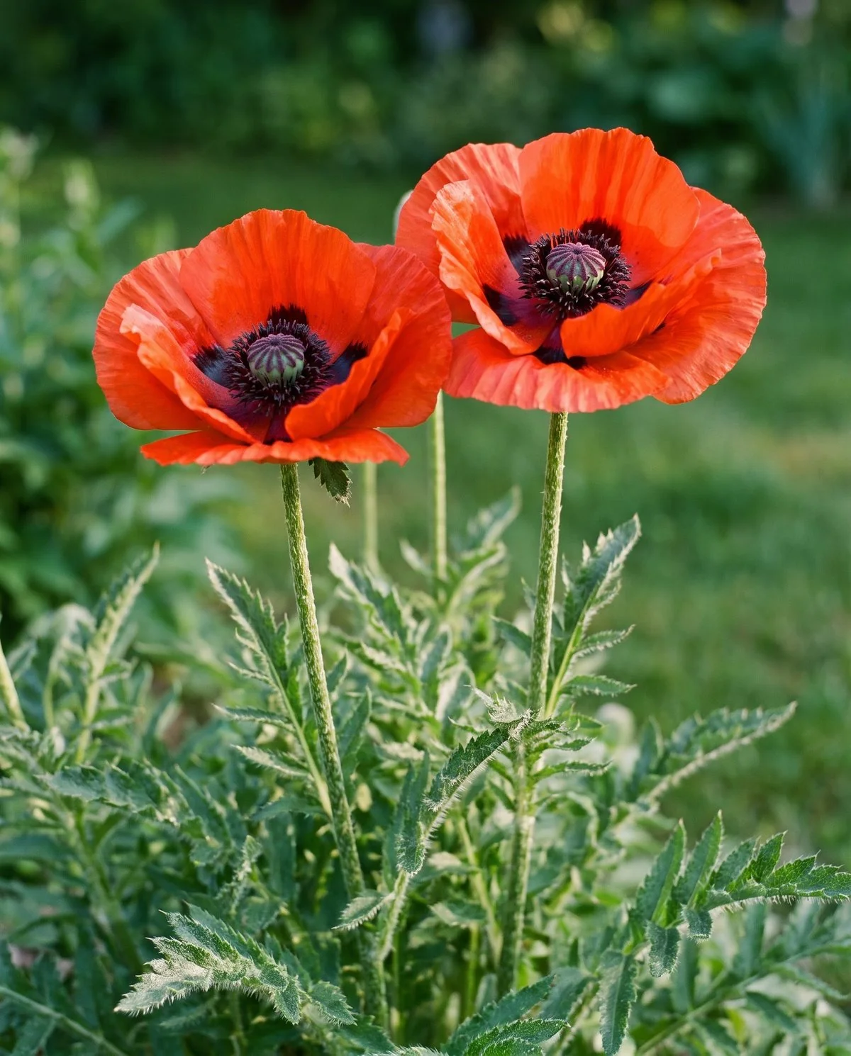Oriental poppies in a border, huge crumpled scarlet flowers with black basal blotches on hairy stems above a coarse leafy clump