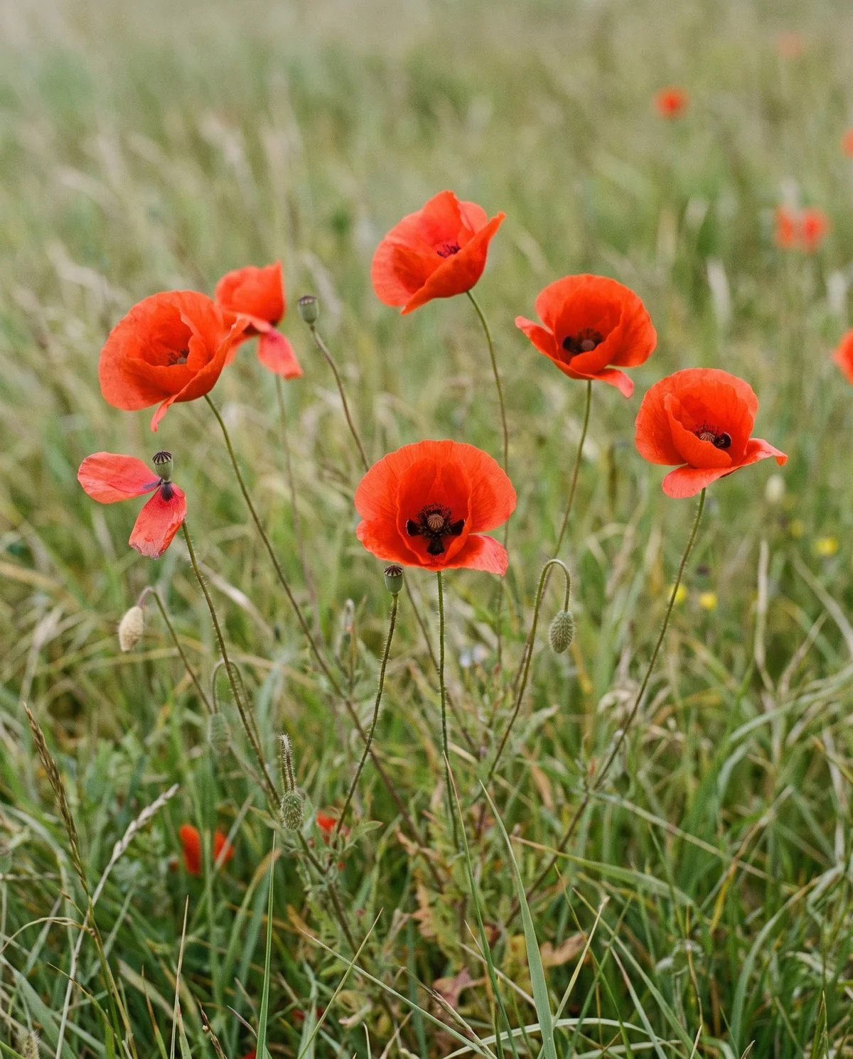 Scarlet corn poppies with black centres scattered through long grass on thin swaying stems