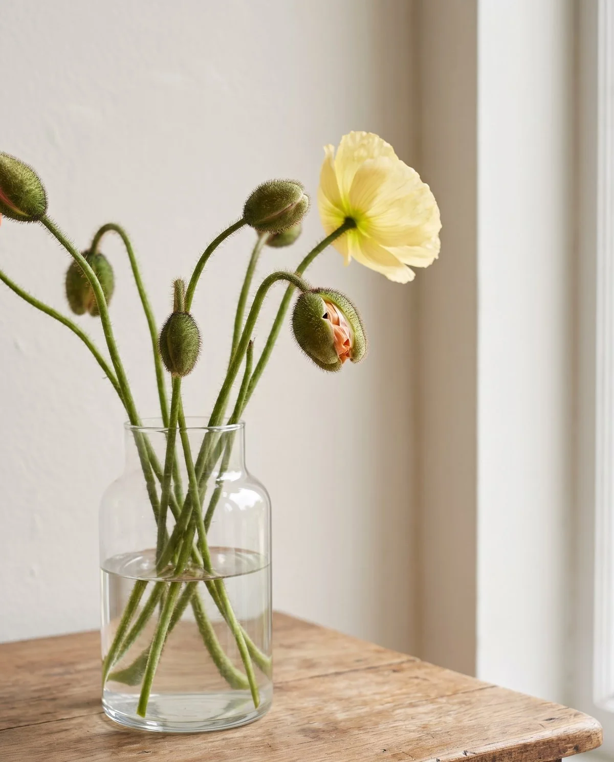Cut Iceland poppies in a clear vase at the cracking-bud stage, one bud split to show a sliver of petal colour