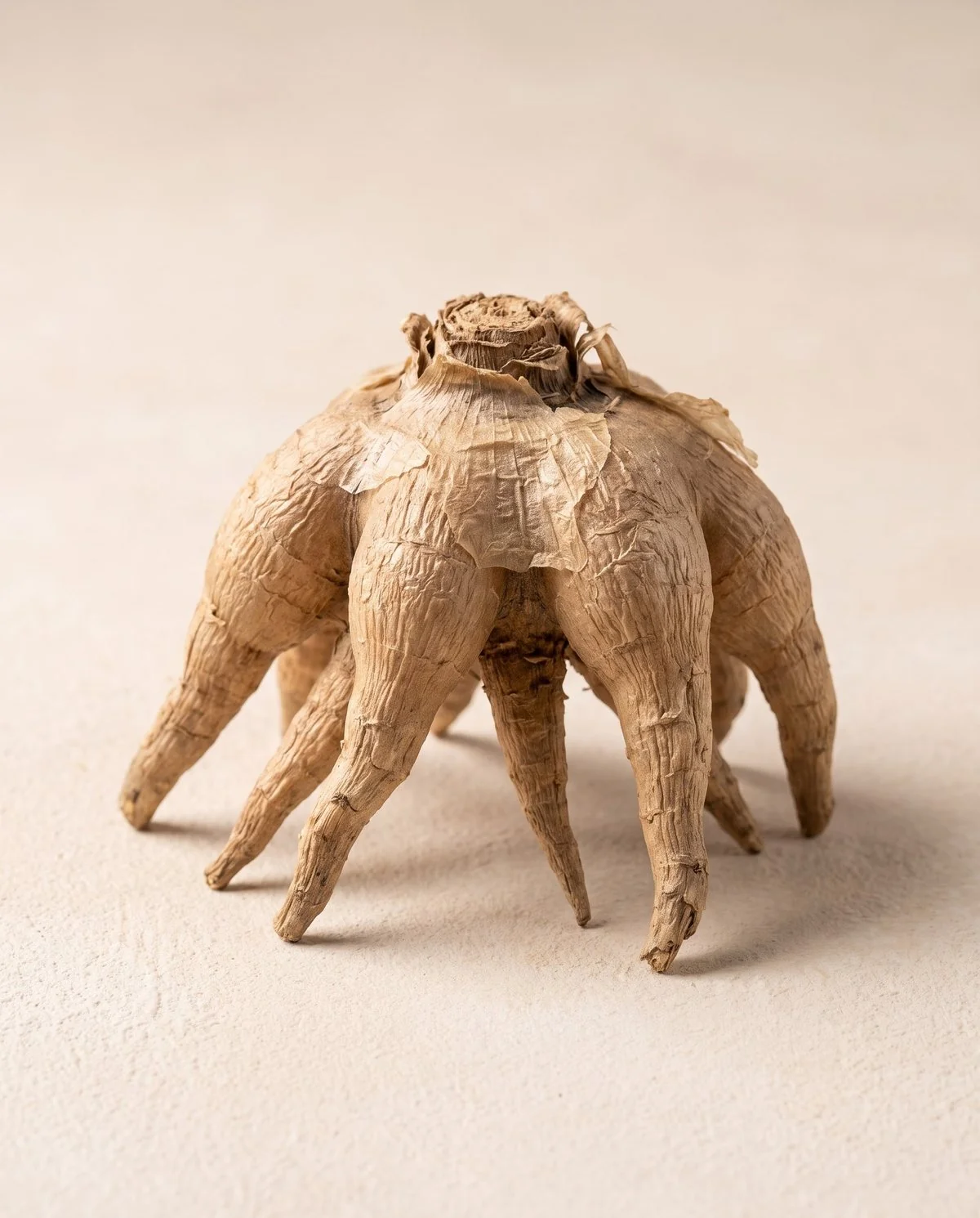 A large jumbo ranunculus corm on a plain surface, a dry brown cluster of thick claw-like fingers radiating from one point