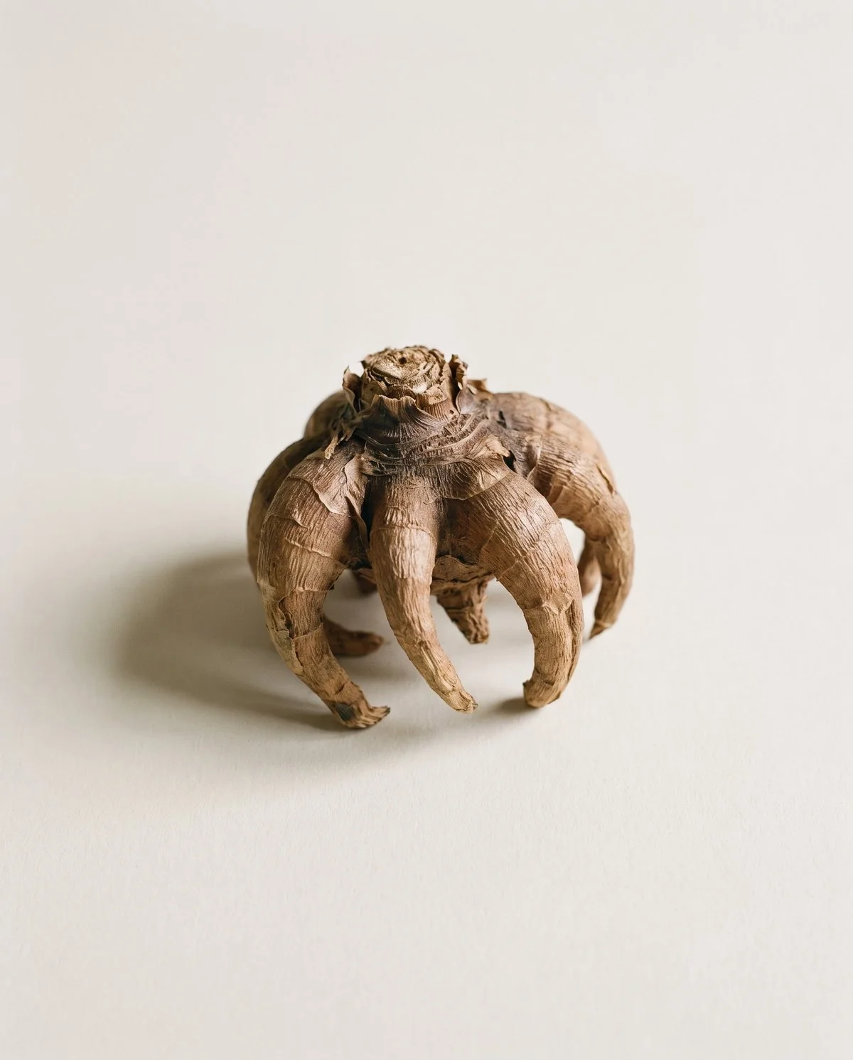 A No. 1 grade ranunculus corm, slightly smaller than a jumbo, dry brown claws radiating from a single crown