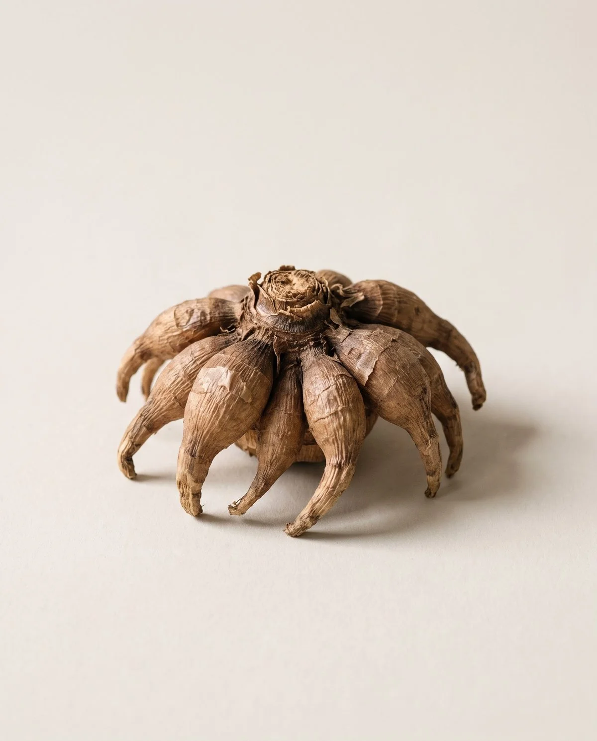 A smaller No. 2 grade ranunculus corm with shorter, thinner claws than the larger grades
