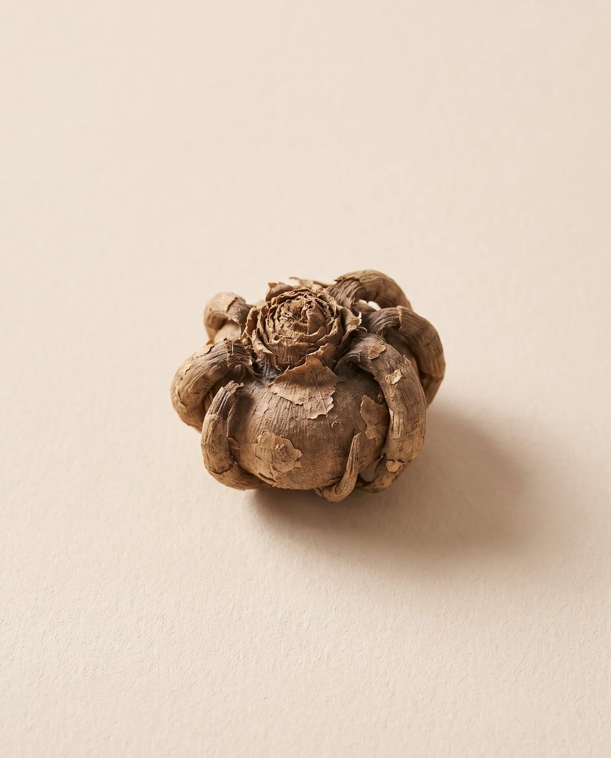 A small No. 3 grade ranunculus corm, the smallest of the set, with short stubby claws