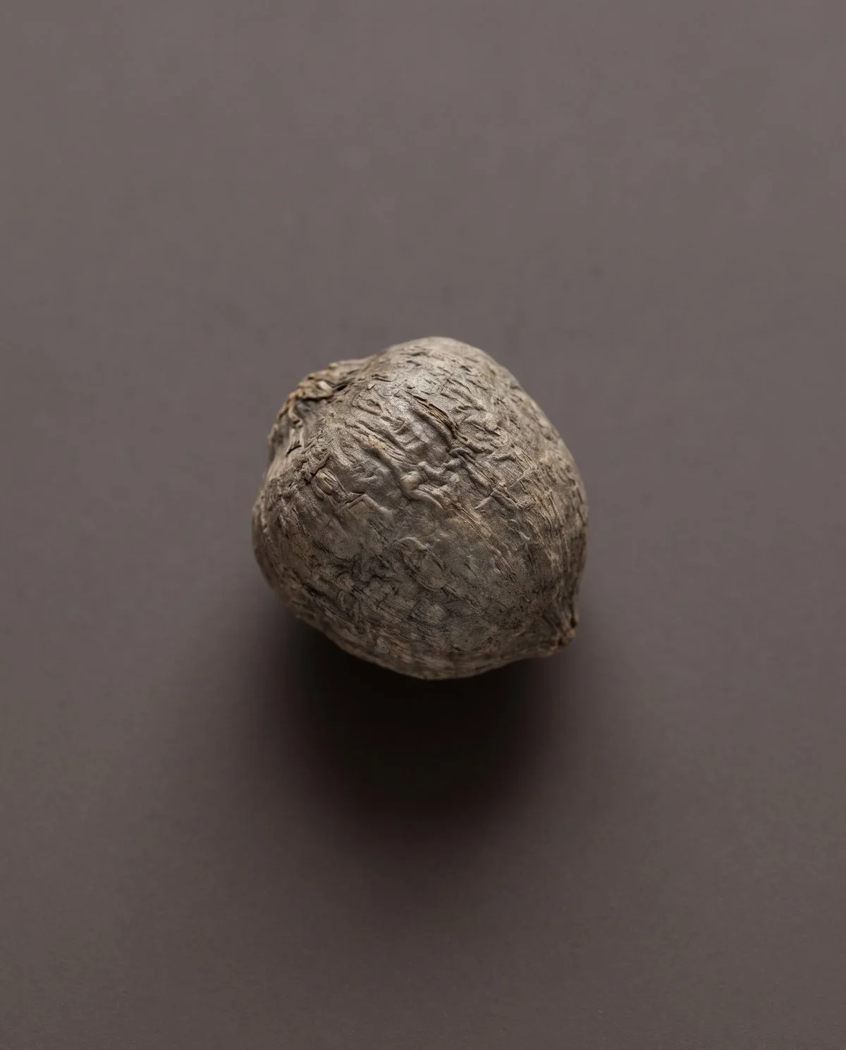 A dry anemone corm on the same surface, a hard rounded lump like a shrivelled acorn with no claw-like fingers