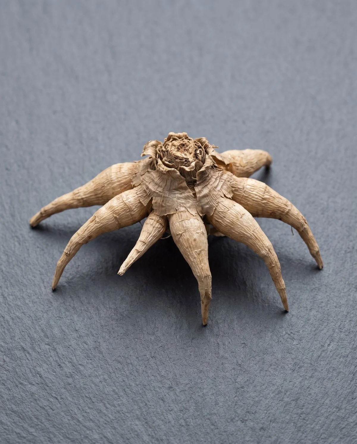 A dry ranunculus tuber showing the octopus form, several thin claw-like fingers radiating from one central crown