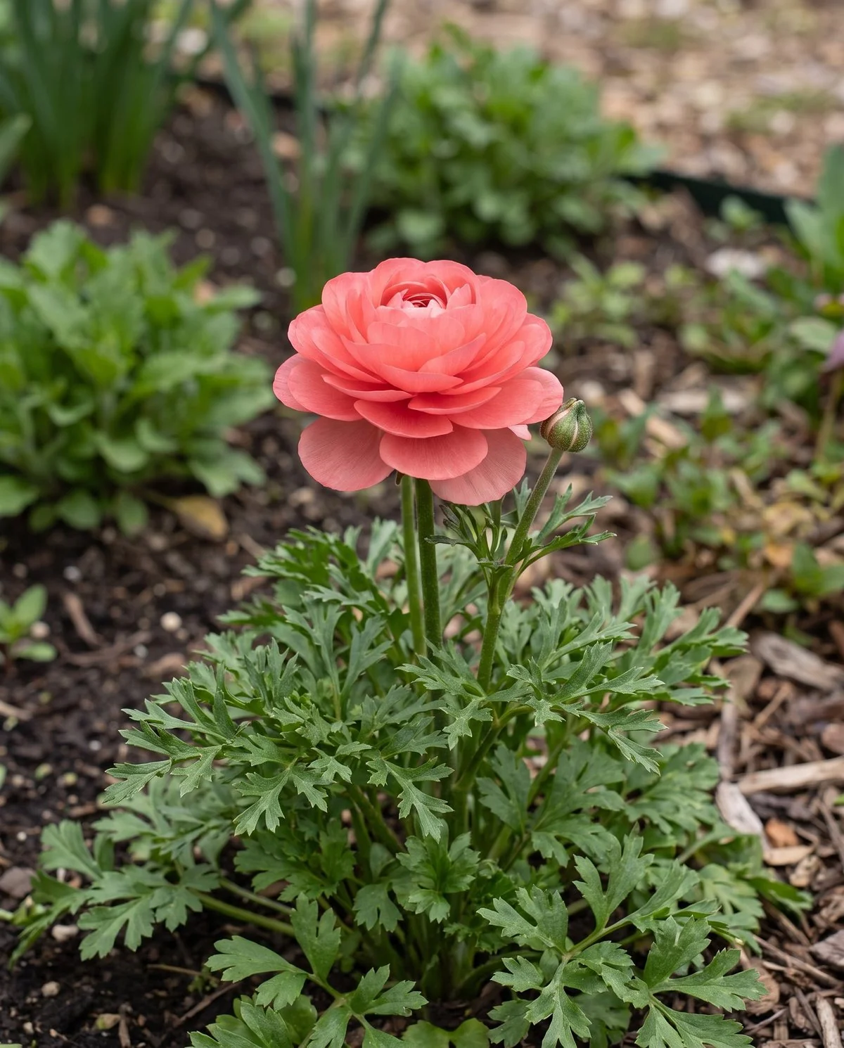 A planted Persian buttercup in a bed, dense many-layered coral bloom on an upright stem above finely cut fern-like leaves