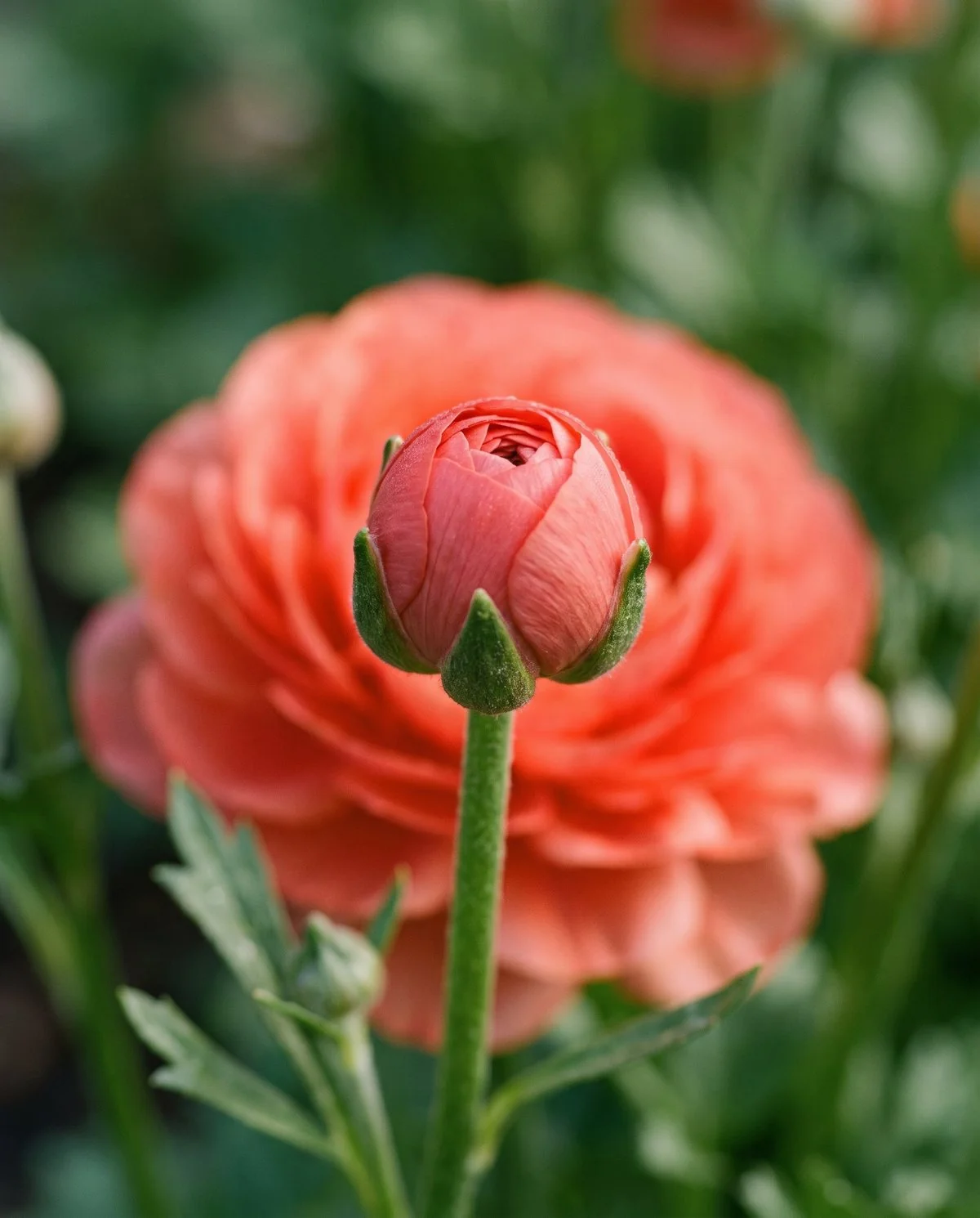 A ranunculus bud at cutting stage, fully coloured coral and still closed, on a stem beside an opened bloom