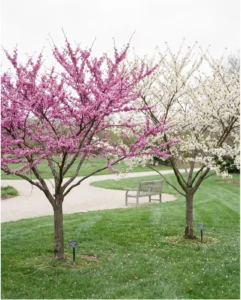 redbud gallery arboretum lawn pair