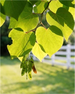 redbud gallery heart leaves summer