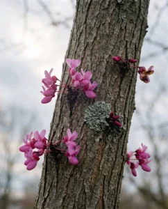 redbud gallery trunk flowers macro