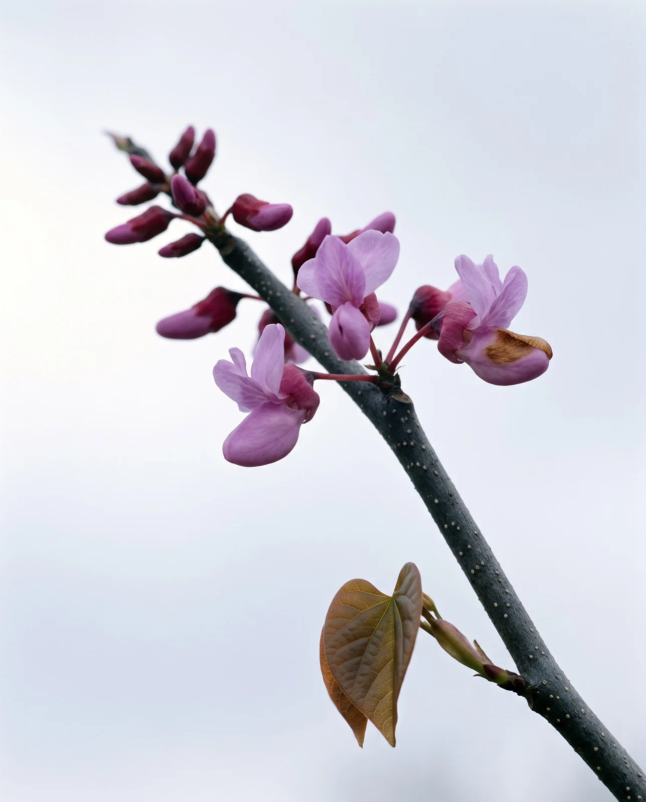 One redbud branch showing tight wine buds, open pink flowers and the first heart leaf emerging