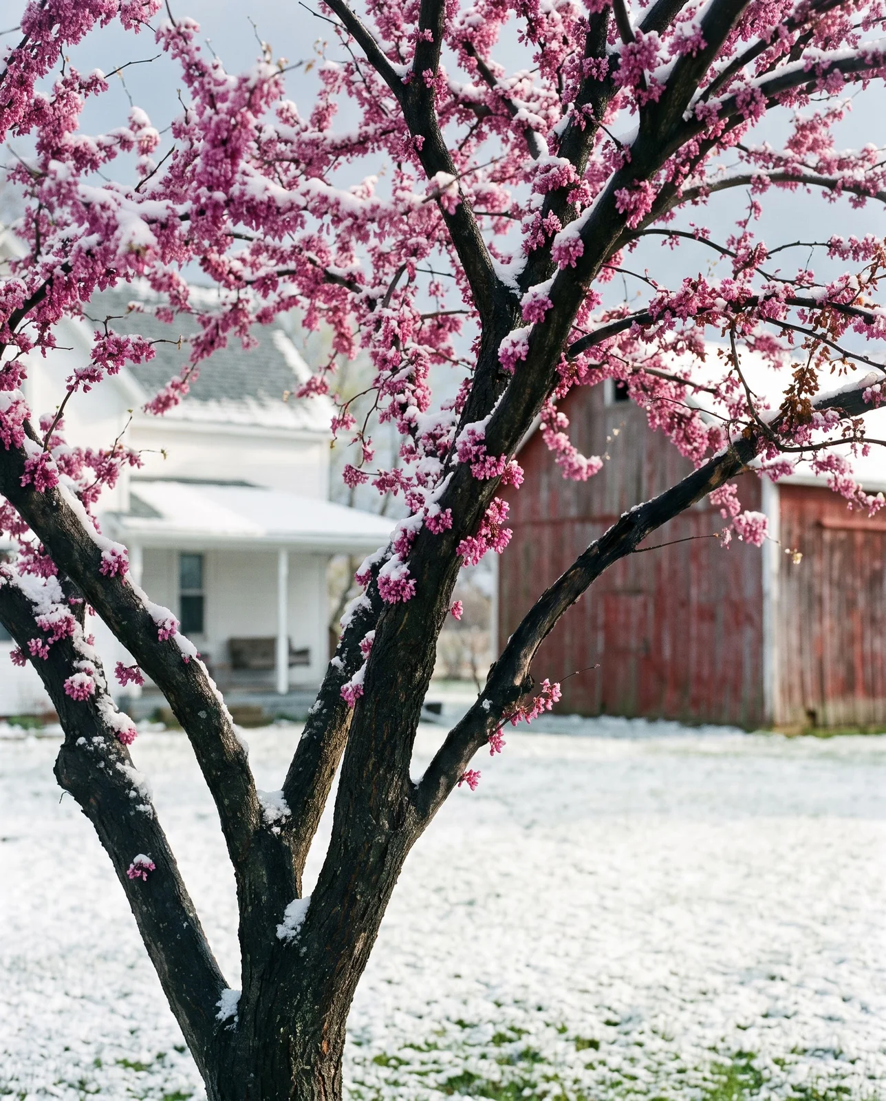 A redbud in pink bloom dusted with a late April snow in a northern yard with a farmhouse behind