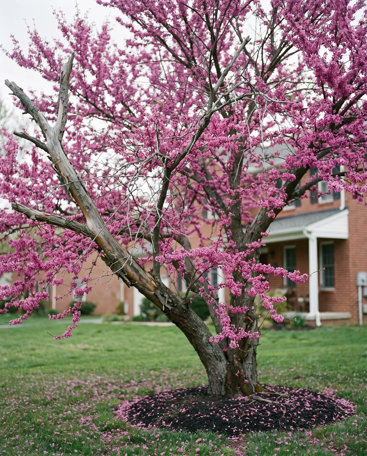 A mature redbud in bloom with one large dead bare limb among the flowering branches