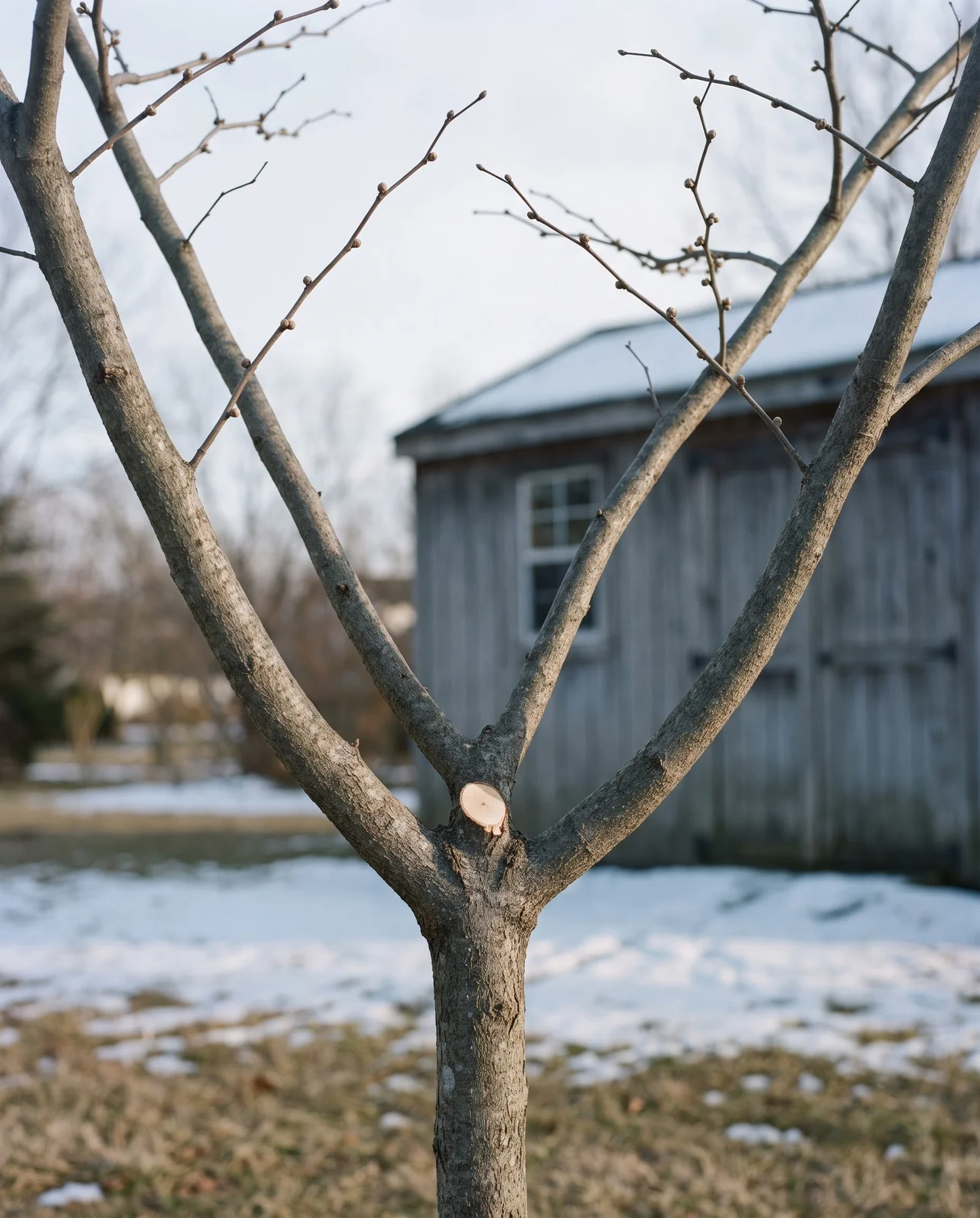 Bare winter structure of a young redbud with a single trunk and well-spaced limbs in low sun