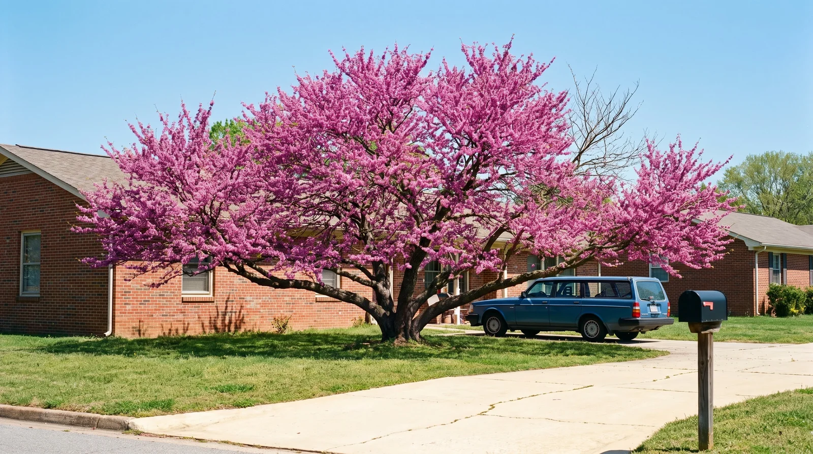 Wide view of a mature redbud wider than tall beside a one-story house for scale in full bloom