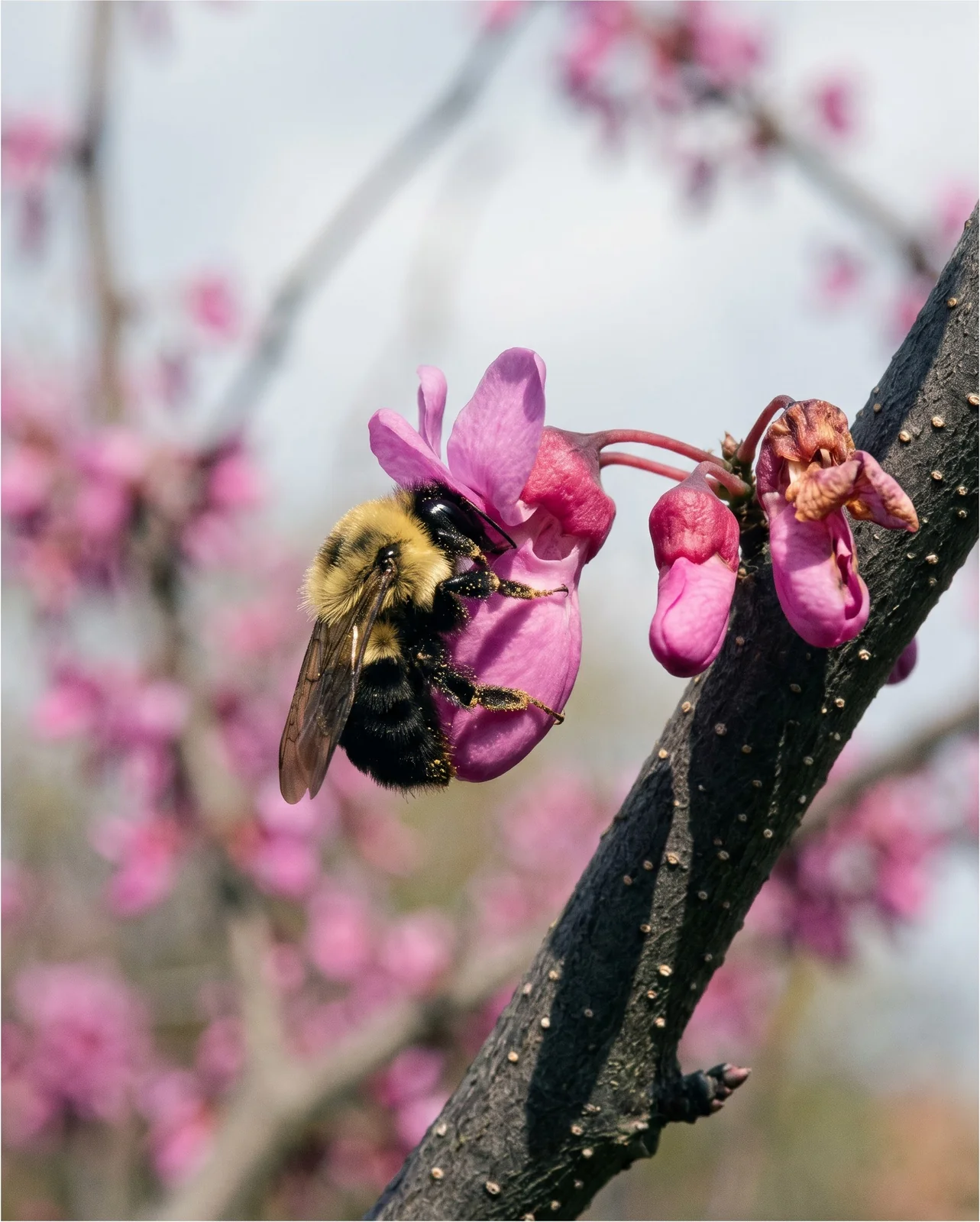 A bumblebee on pink redbud flowers on a bare branch in spring sun