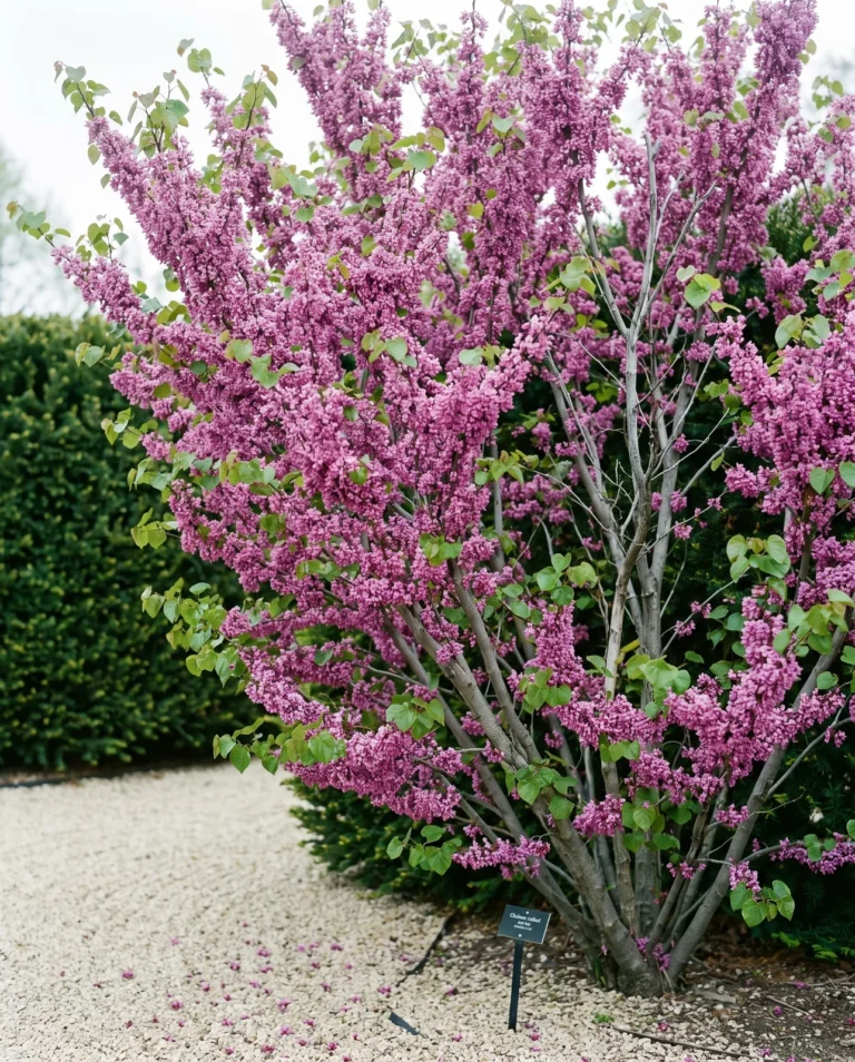 Chinese redbud with dense rosy-purple flowers packed along upright stems in a garden