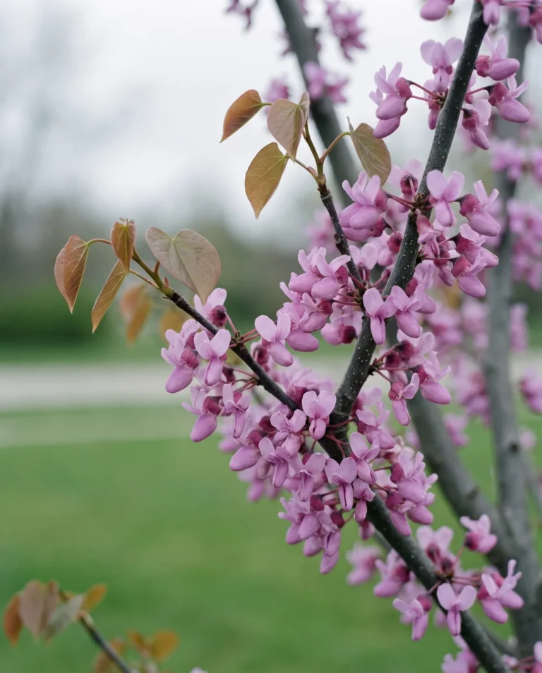 Eastern redbud branch with lavender-pink flowers on bare wood and thin dull heart leaves just opening