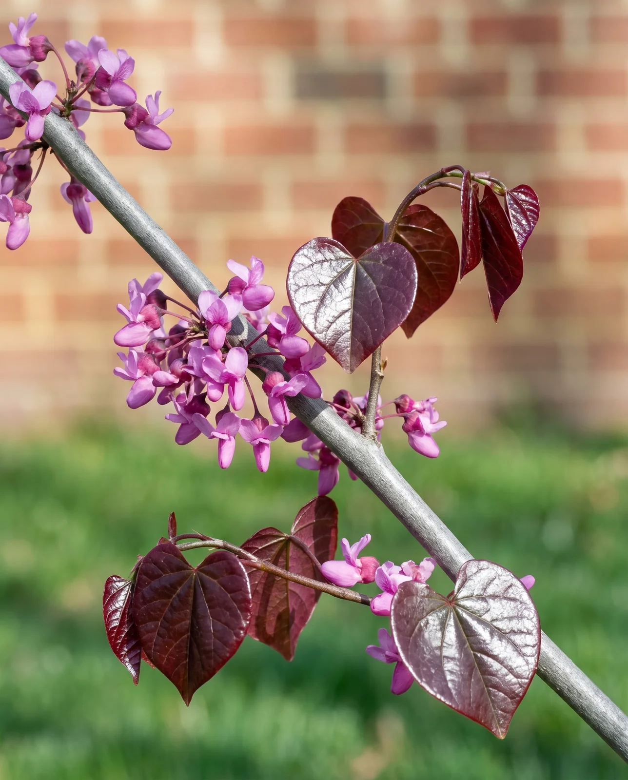 Forest Pansy redbud branch in spring with rosy-purple flowers and glossy purple new leaves