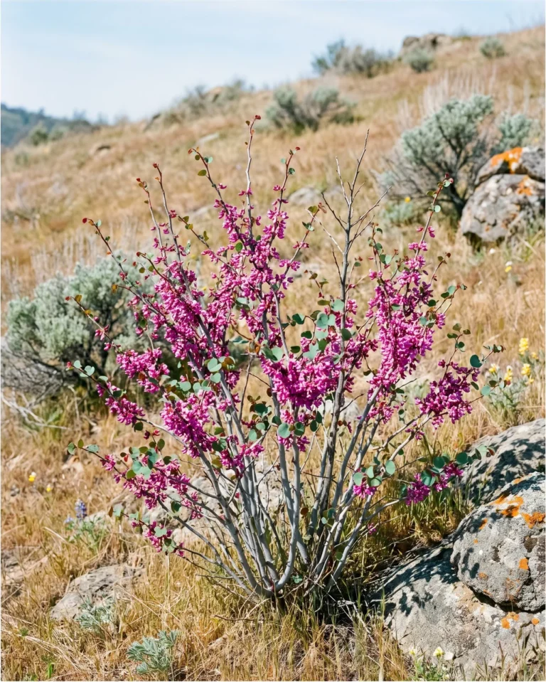 Western redbud shrub with magenta flowers on many stems on a dry California hillside