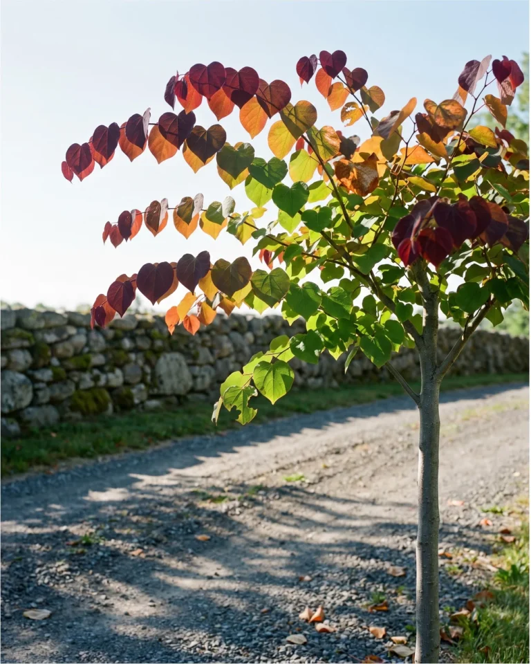 Flame Thrower redbud with leaves in burgundy, orange, yellow and green along its branches