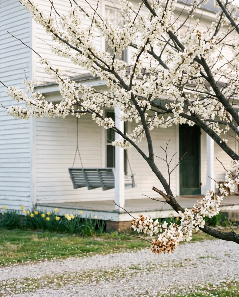 Royal White redbud with pure white flowers on bare branches by a farmhouse porch in April