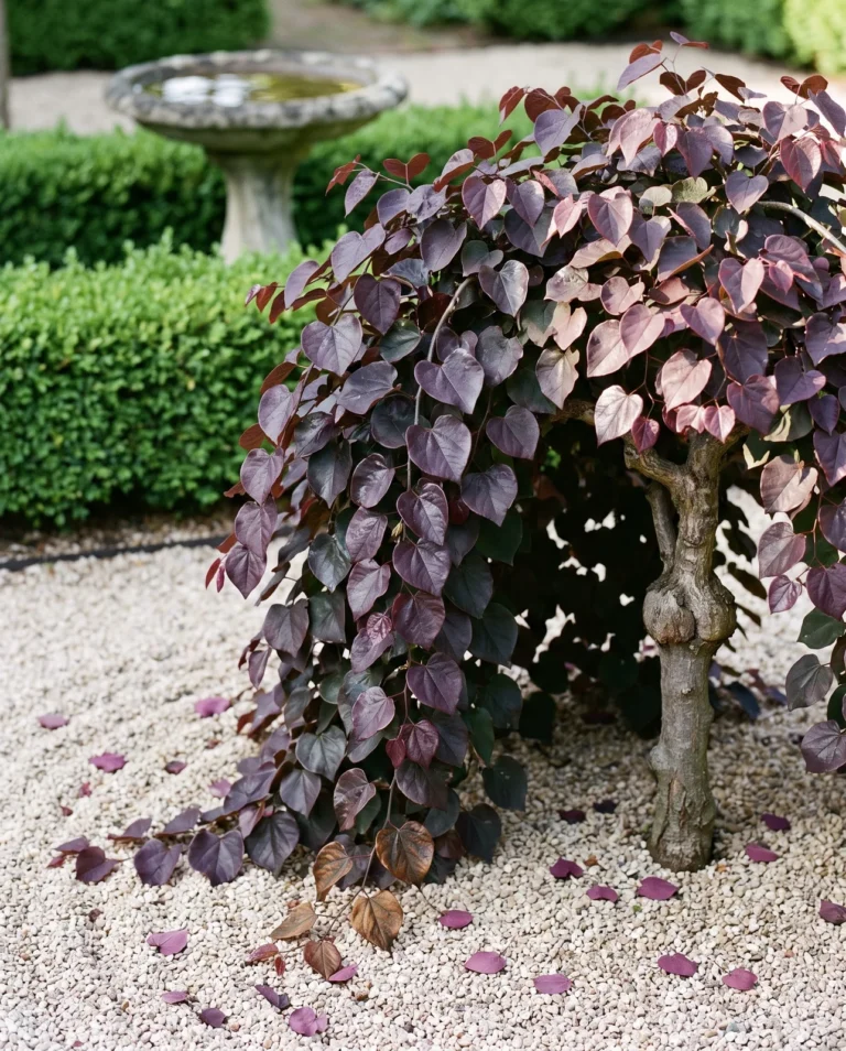Ruby Falls weeping redbud with purple leaves cascading beside a garden path