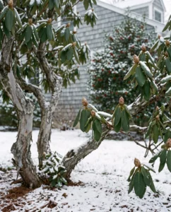 rhododendron gallery old shrub trunk winter