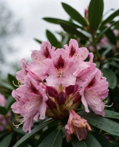 rhododendron gallery truss macro freckles