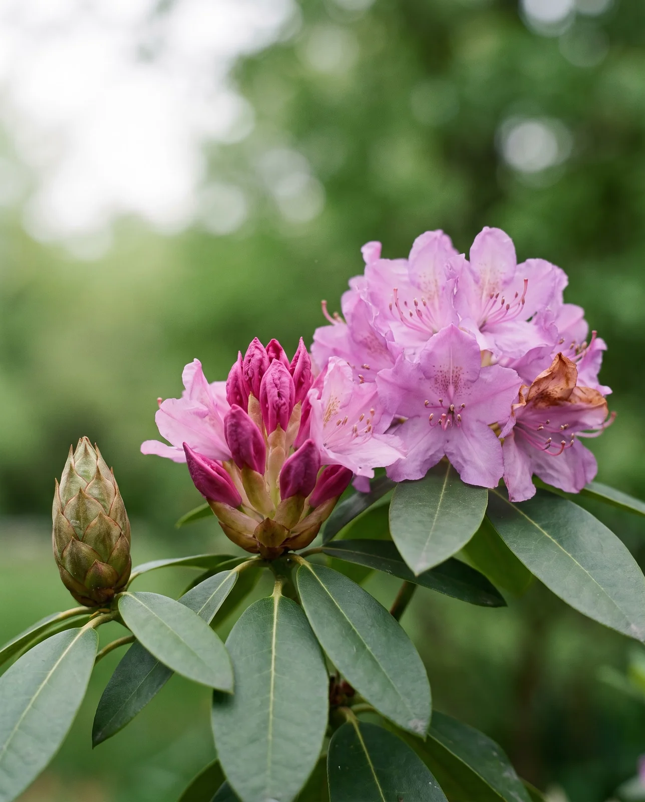 One rhododendron branch showing a tight bud, a truss half open with buds at the base and a fully open truss