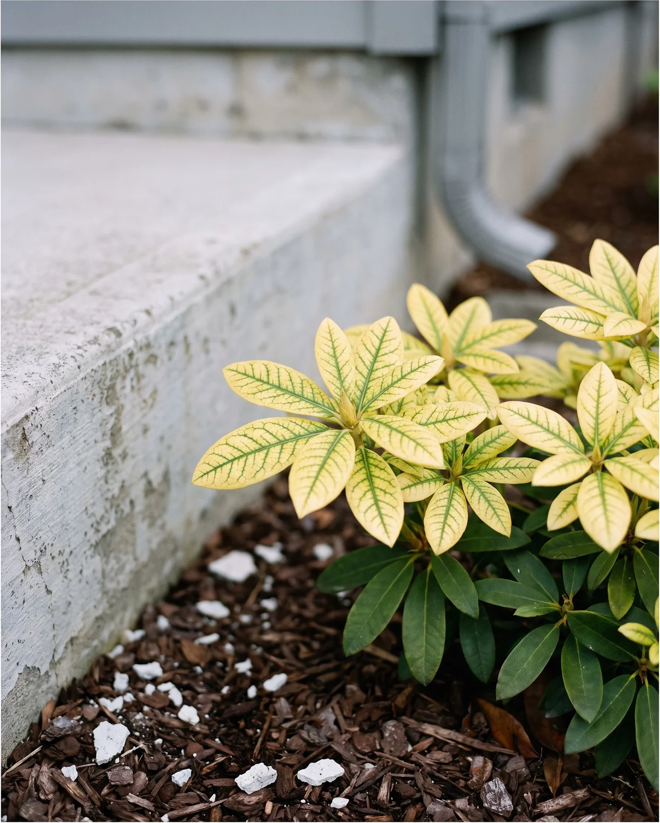 Close view of young rhododendron leaves yellow between green veins on a shrub beside a concrete foundation