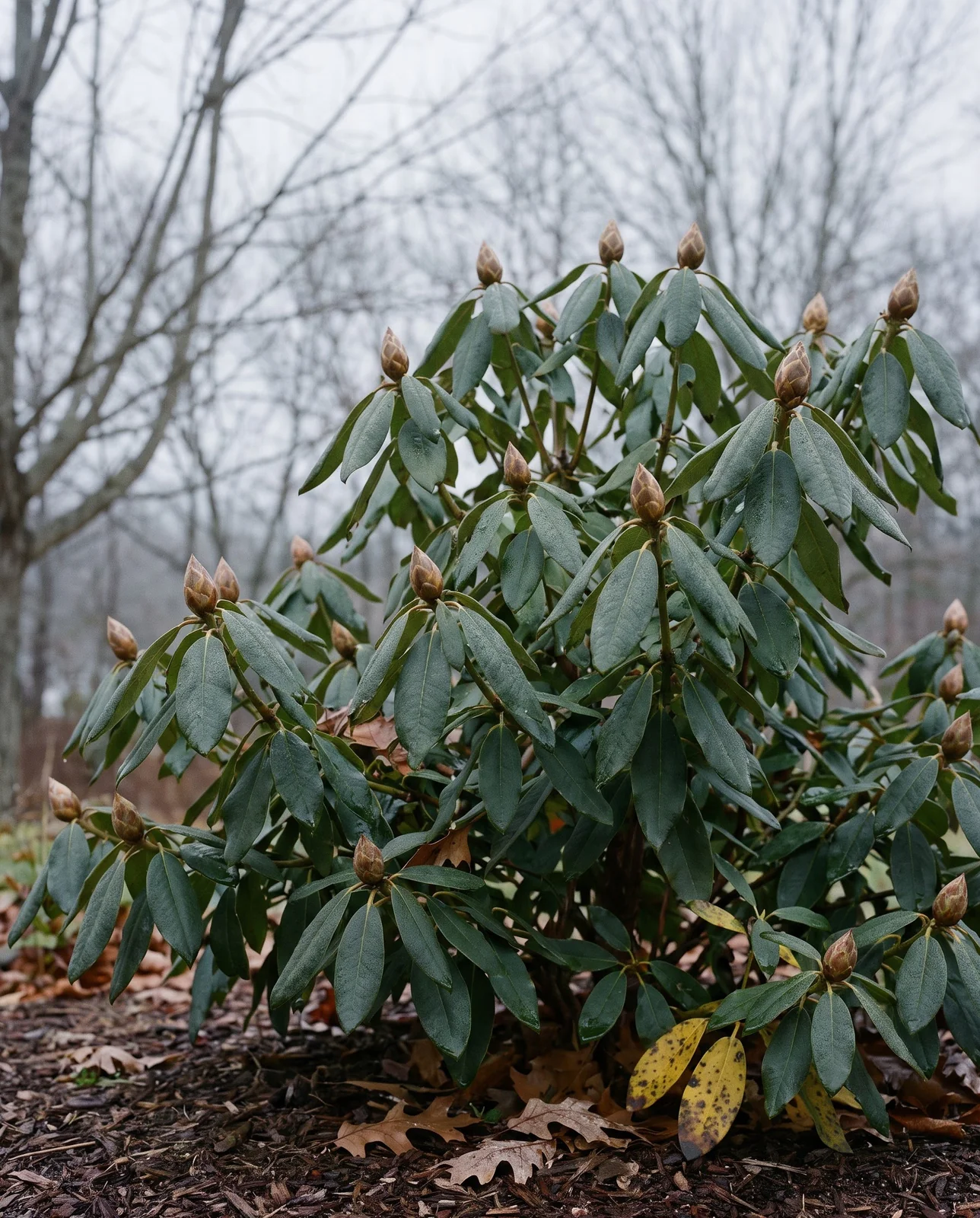Rhododendron in late fall with fat flower buds set at the branch tips and leaves slightly cupped against a grey sky