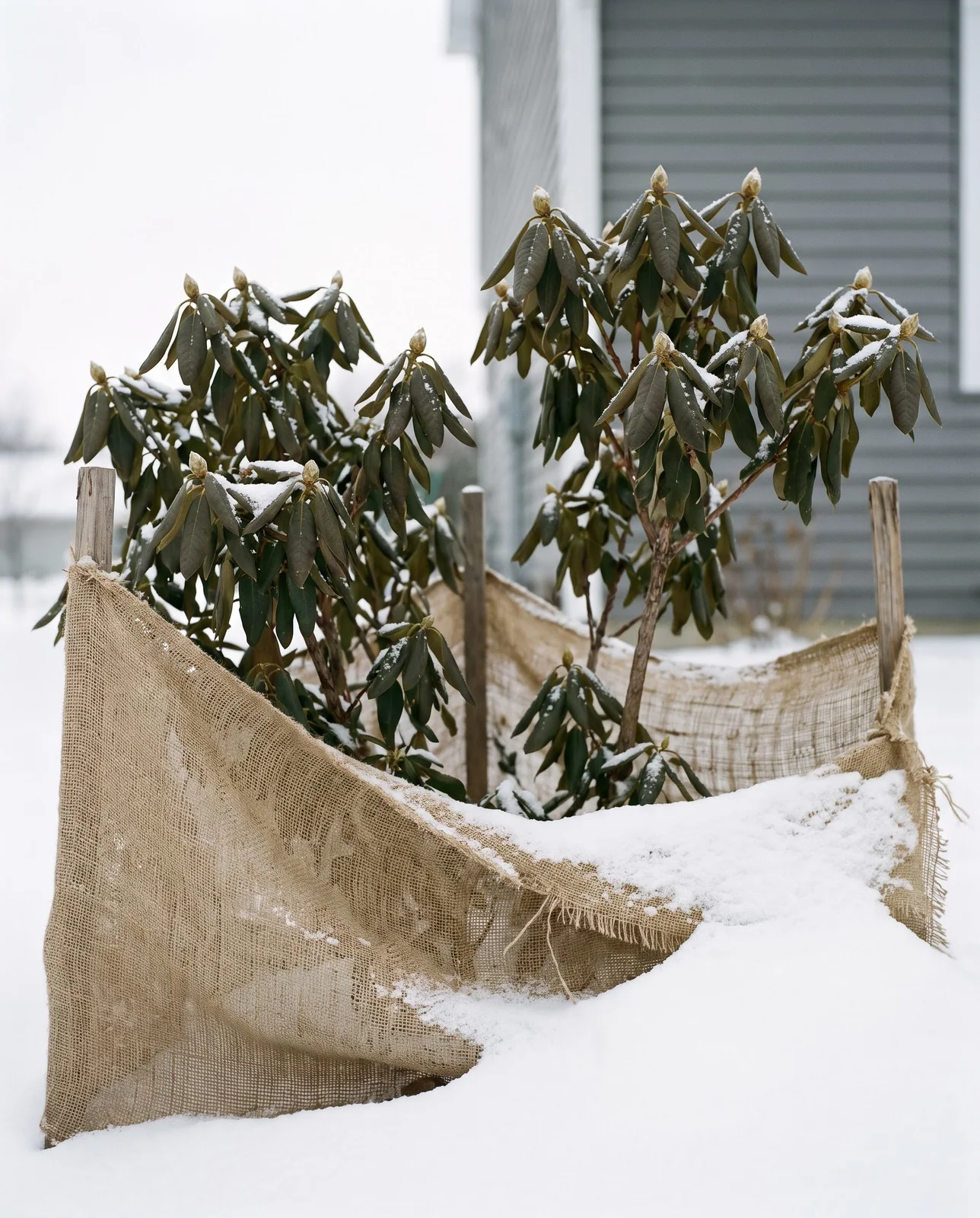 Rhododendrons in snow behind a burlap windscreen on stakes on the north side of a house in winter