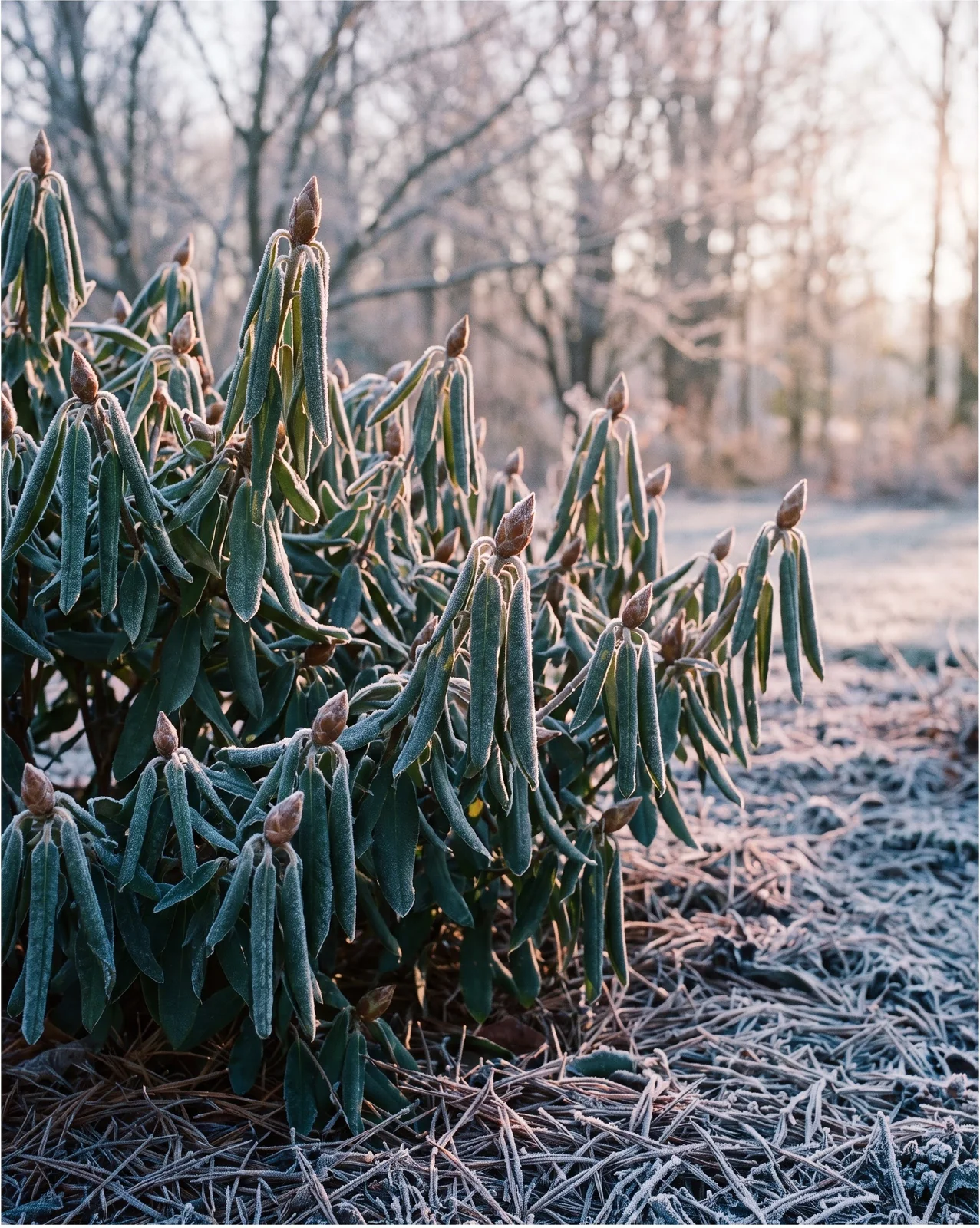Rhododendron leaves curled tightly into drooping cigars on a frozen winter morning with frost on the ground