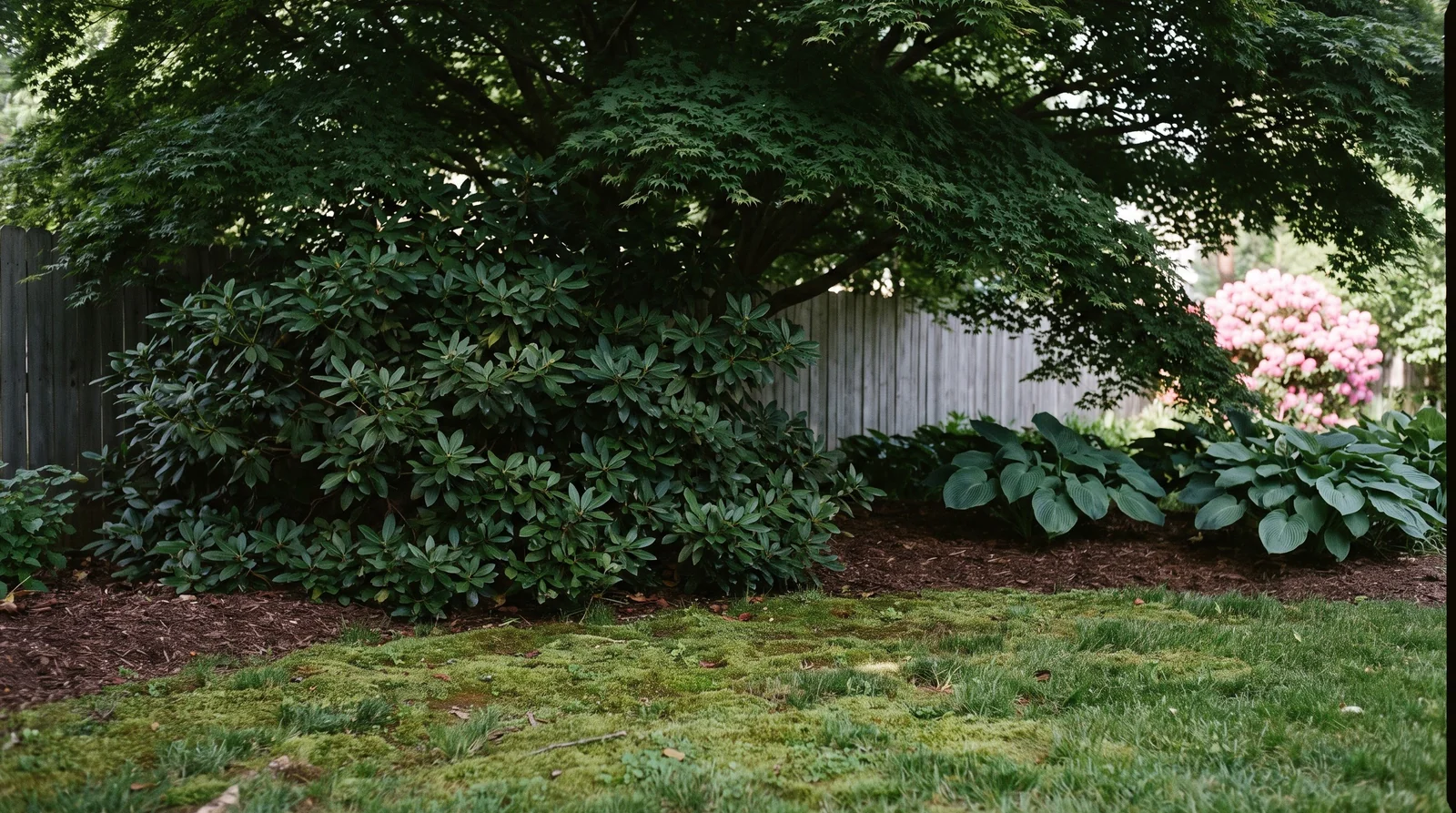 Wide view of a large healthy green rhododendron with no flowers in deep shade under a dense maple canopy