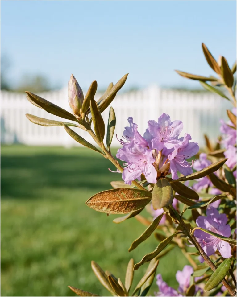 Close view of a small-leaved rhododendron with small lavender trusses and tiny scaly leaves in April