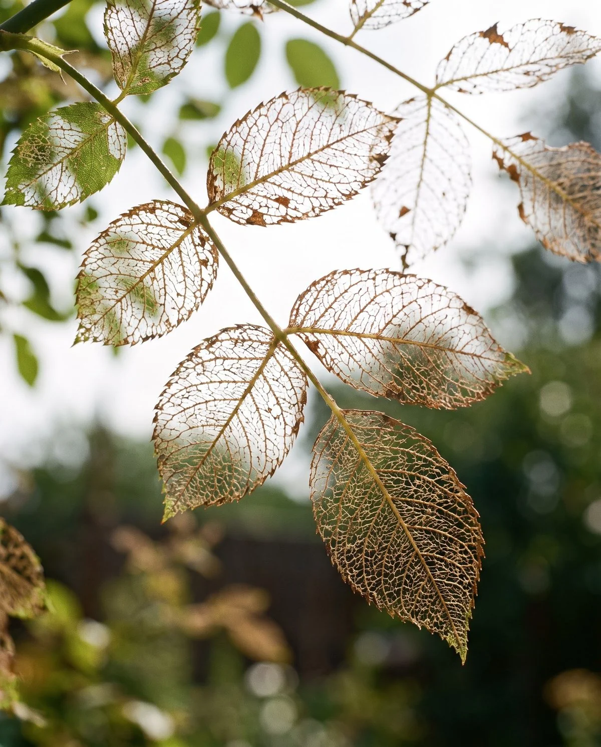 Rose leaves in the upper canopy eaten down to a lace of veins with all soft tissue gone