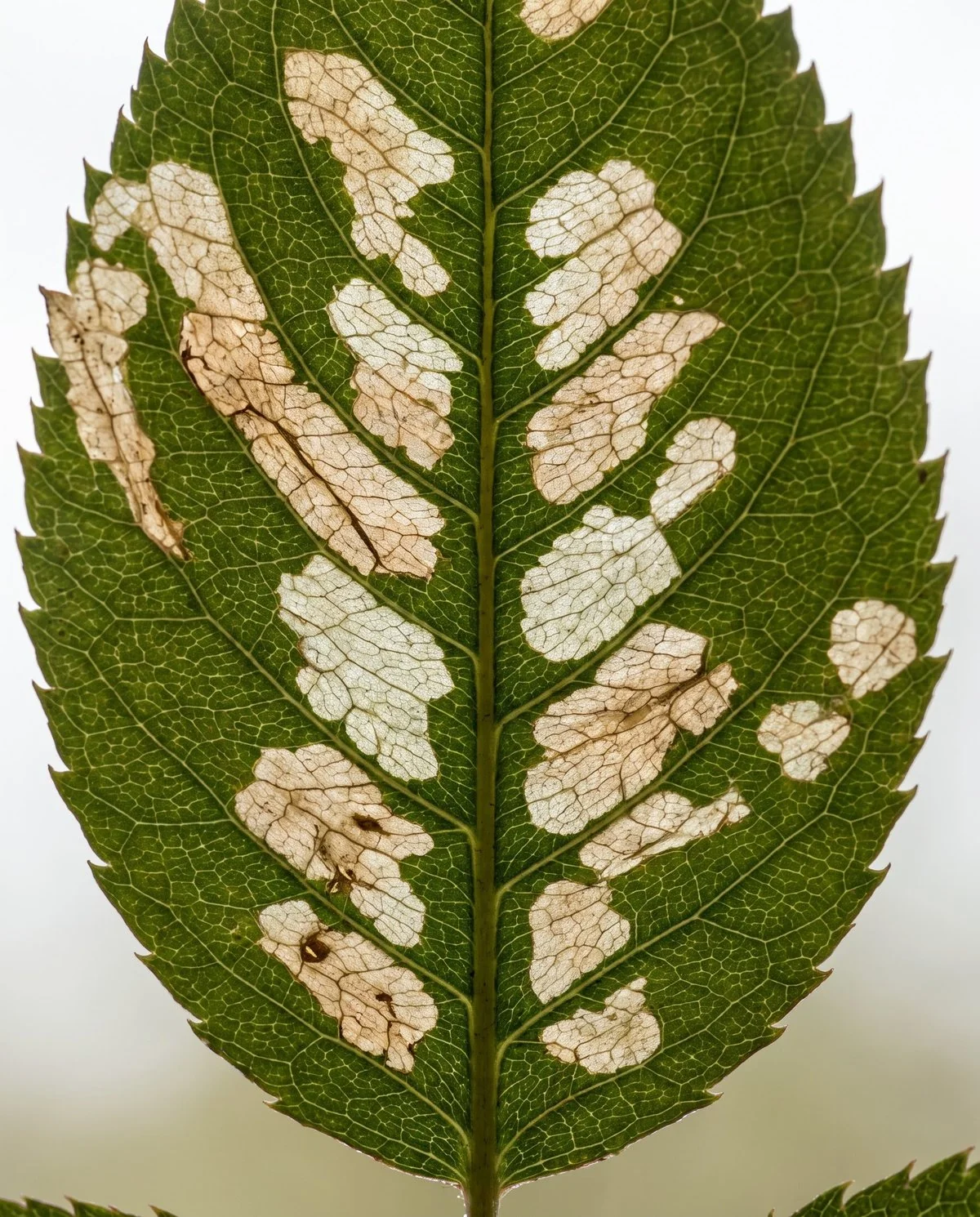 A rose leaf underside scraped into translucent windowpane patches with the leaf skin still intact