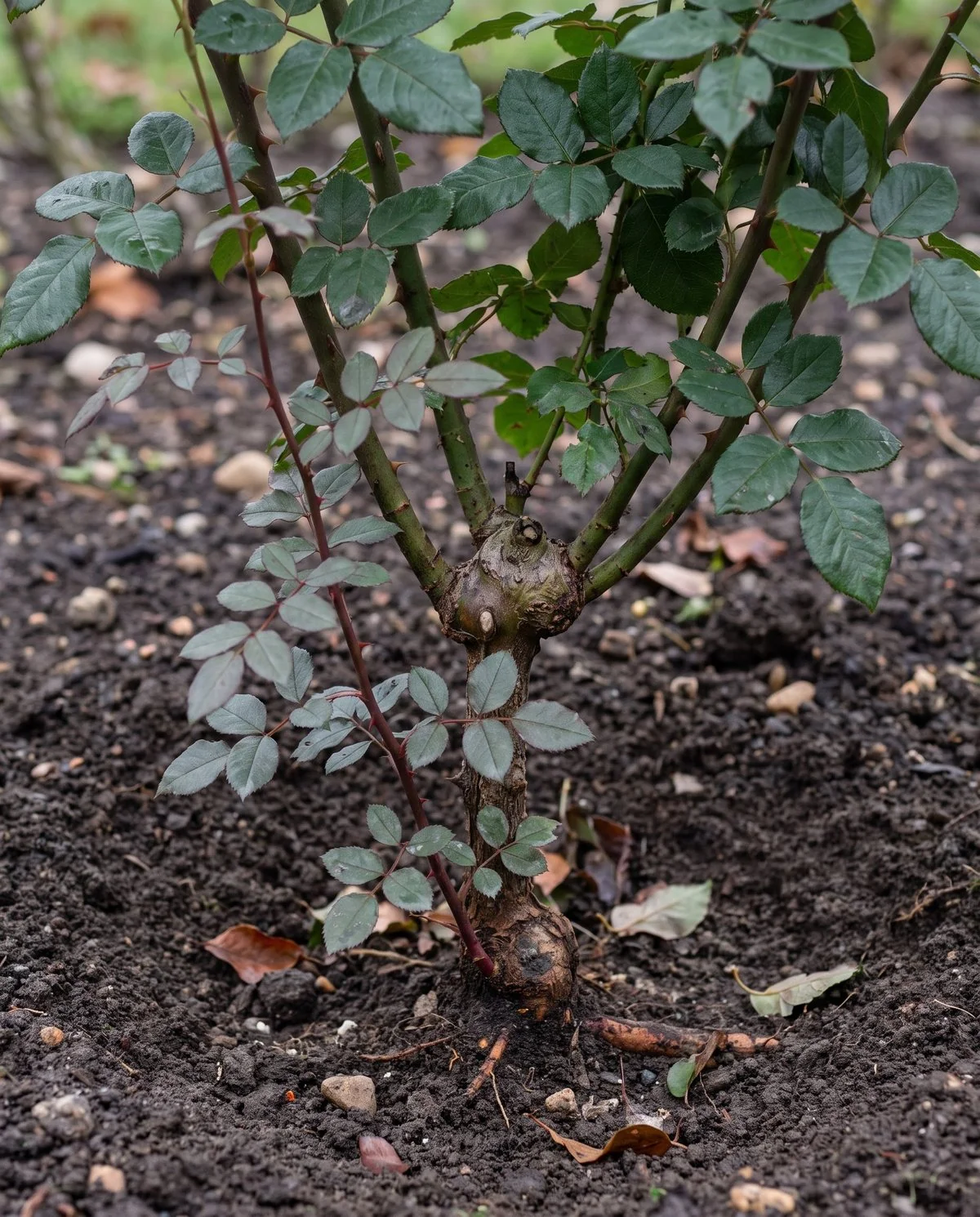 A rootstock sucker rising from below the bud union with foliage unlike the rest of the bush