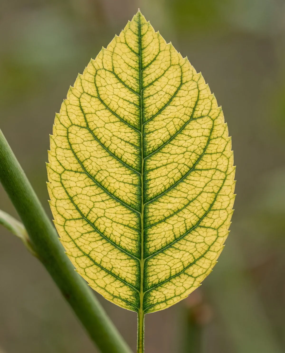 A rose leaf with yellow tissue between veins while the whole vein network stays clearly green
